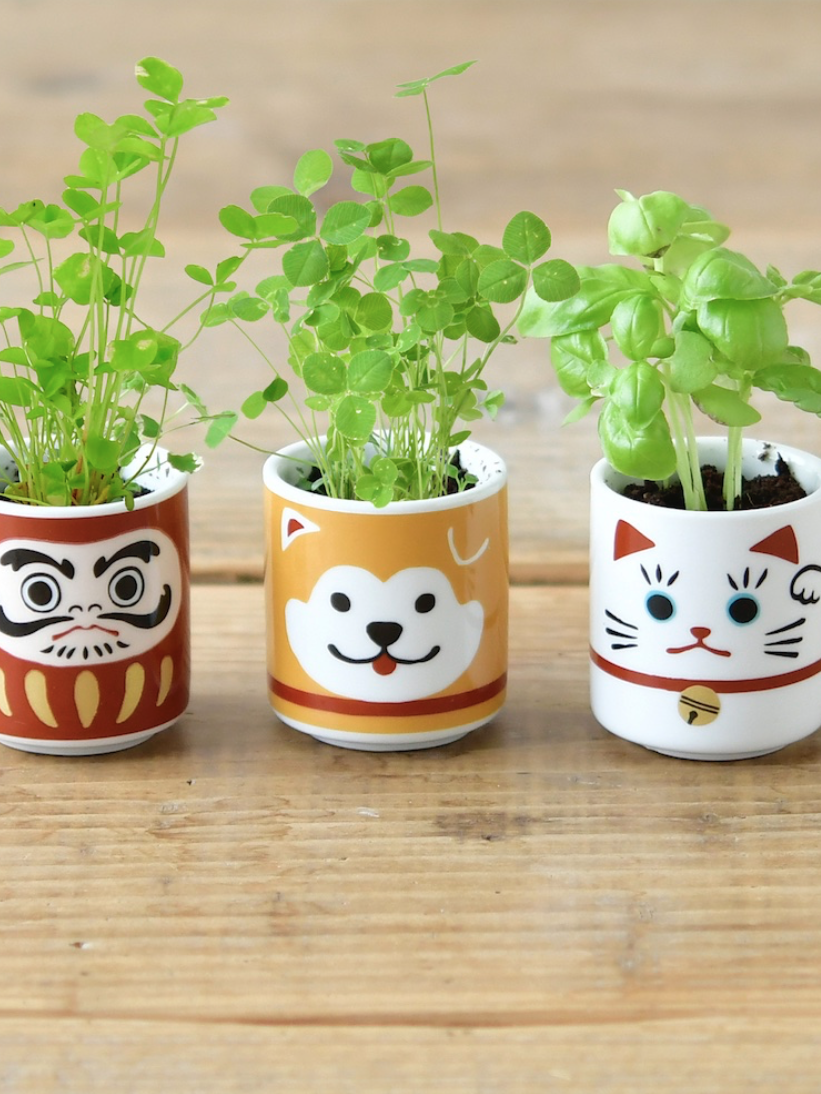Lucky Plant – Pinecone+Chickadee