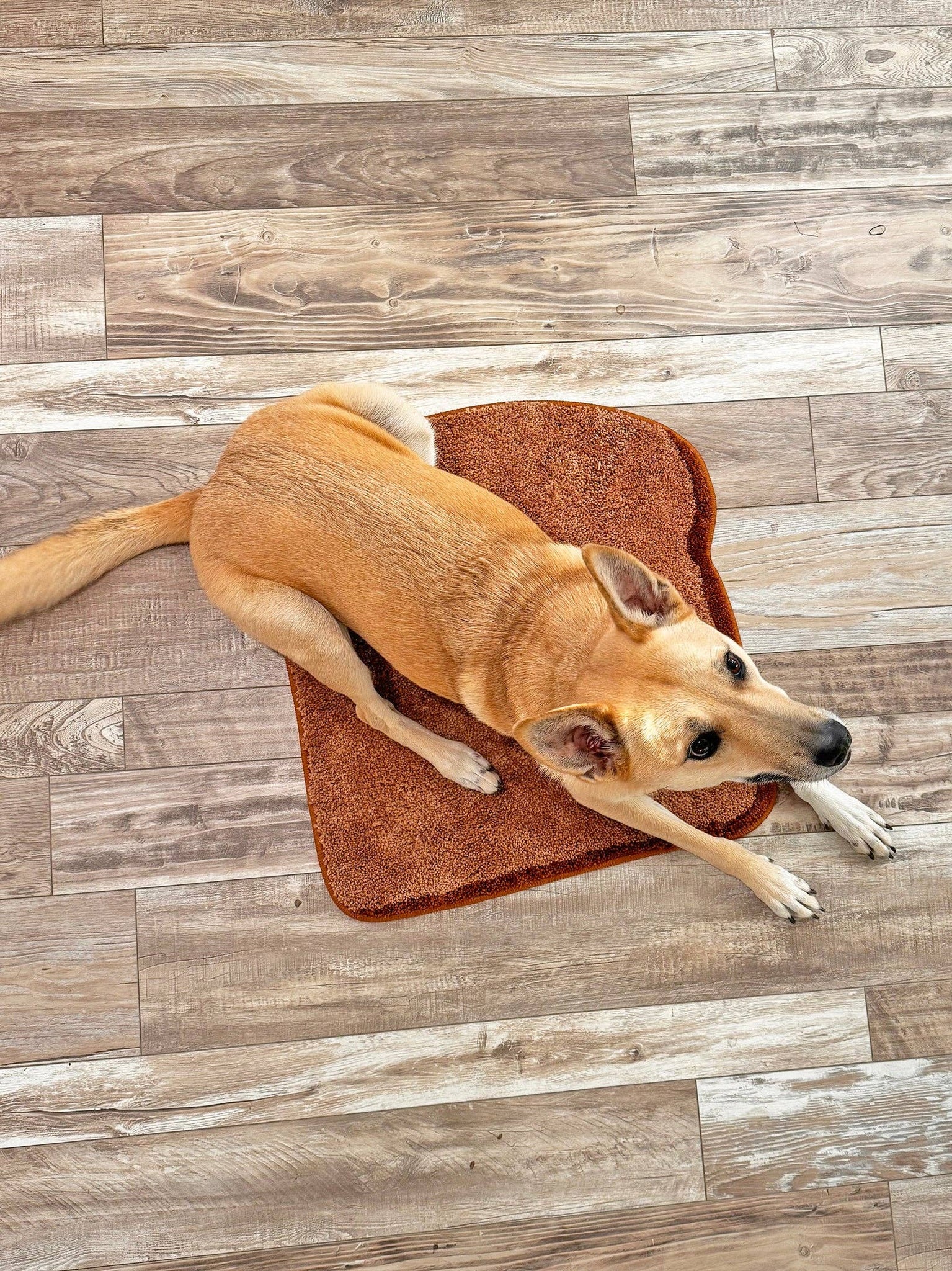 Toast Rug