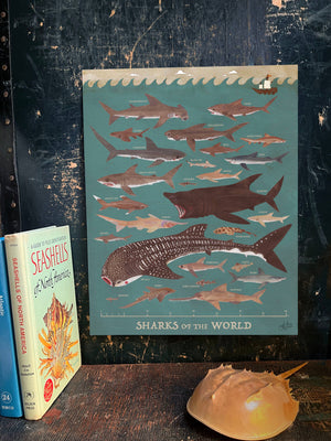 Sharks of the World Print