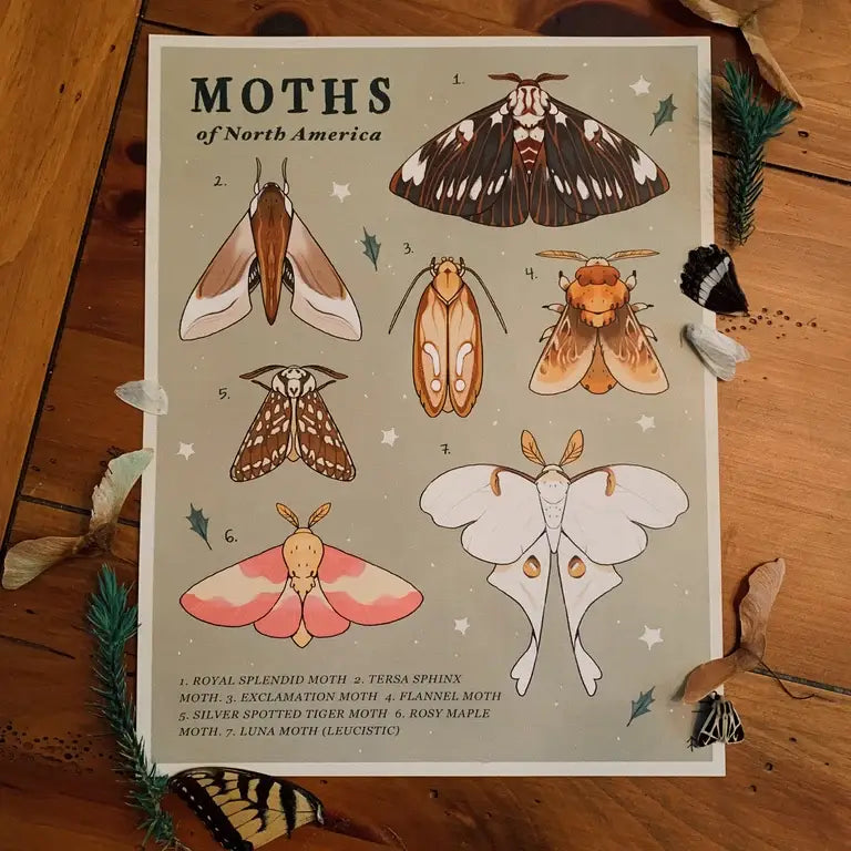 Moths of North America Print