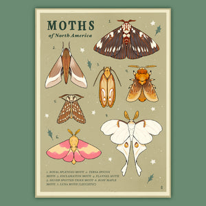 Moths of North America Print