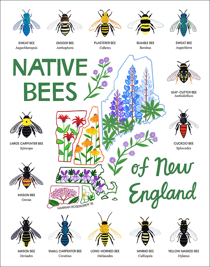 Native Bees of New England Print