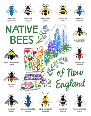 Native Bees of New England Print