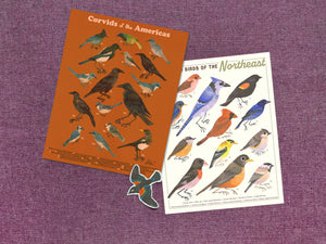 Backyard Birds of the Northeast Print
