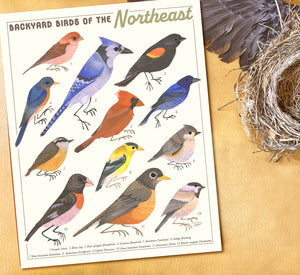 Backyard Birds of the Northeast Print