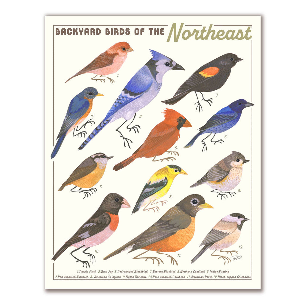 Backyard Birds of the Northeast Print
