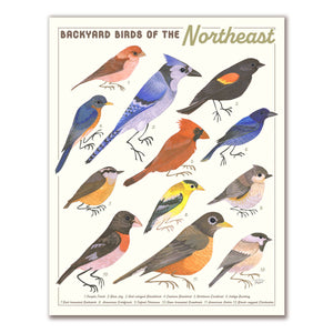 Backyard Birds of the Northeast Print