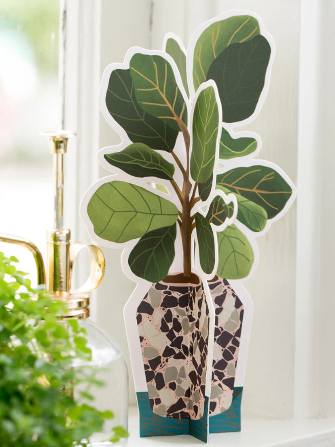 Fiddle Leaf Fig Plant