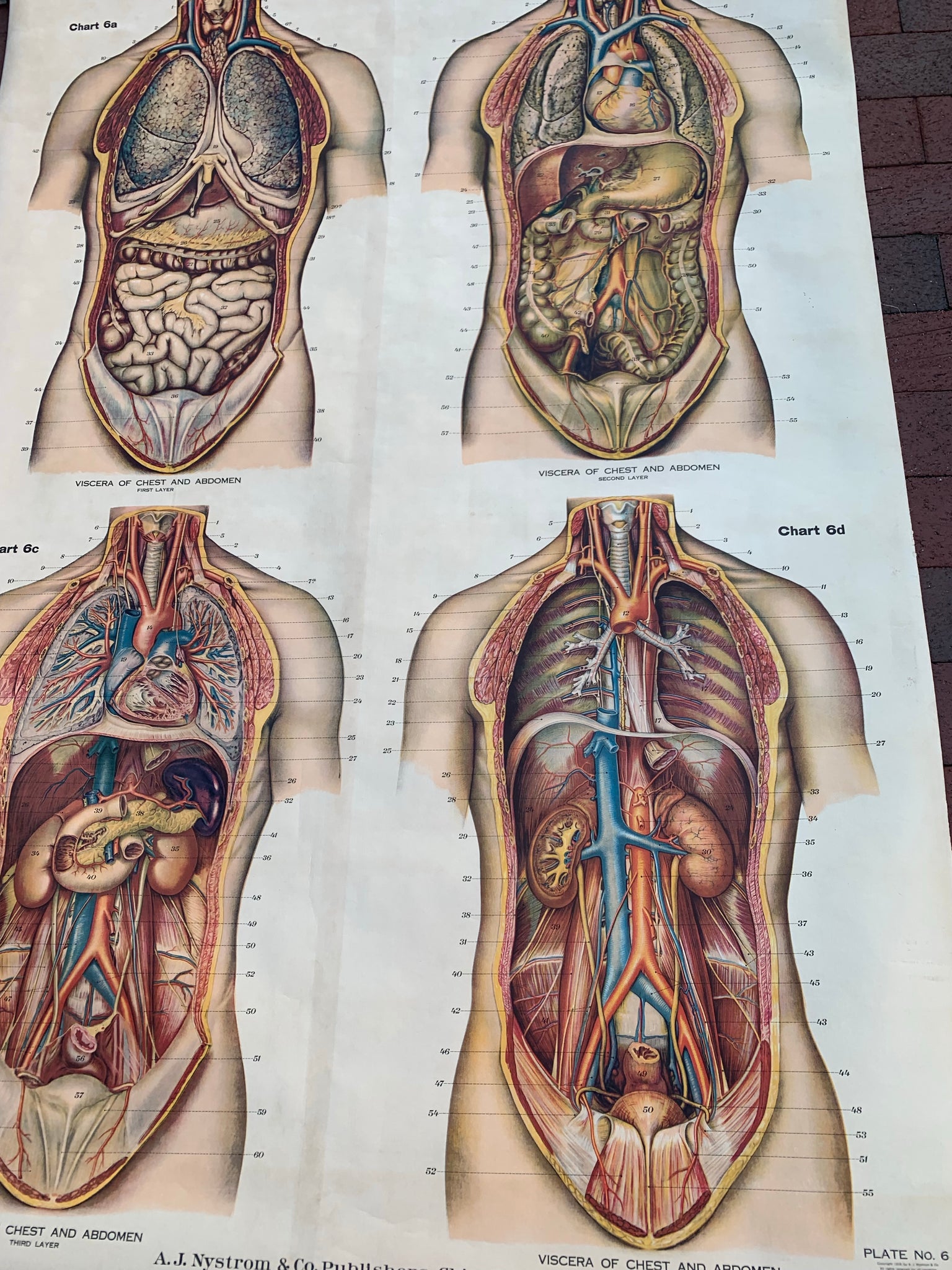 Anatomy 101 Screen