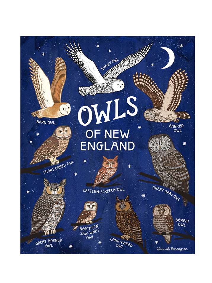 Owls of New England Print